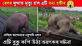 ৰেলৰ পচন্দ খুন্দাত বনৰীয়া হাতীৰ মৃত্যু 🥺 || এটি বুকু কপি উঠা ভয়ংকৰ ঘটনা 😭