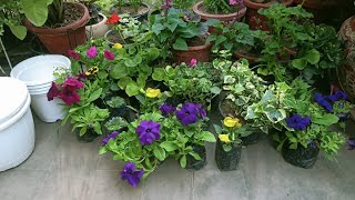 Nursery visit for winter plants//कुछ पौधे खरीदने गई लेकिन Car Dickey भर कर Plants ले आई 🫢