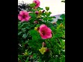 lovely ❤ ALLAMANDA flowers🌸🌺🌻🌹🌷🌼💐#shorts #youtubeshorts #viralshort #viralshort #shortvideo