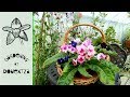 Streptocarpus, Sweetpea & #GrowitforJosh