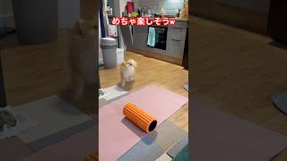 【ポメラニアン】めちゃ楽しそうw # #ポメラニアン #pomeranian #ポメ #犬 #dog