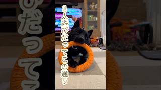 [甲斐犬]かんなの1人遊び！#甲斐犬 #犬のいる暮らし #癒し #愛犬 #shorts