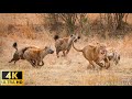 Animals of Africa 4K ULTRA HD - with Calming Music and Nature Sounds