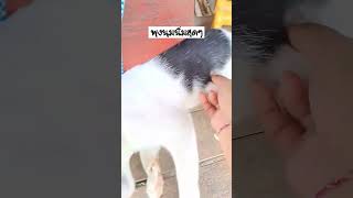 คักแท้ว่ะ...ถ้าชอบกดติดตามเป็นกำลังใจให้เศรษฐีด้วยนะครับ #เศรษฐี #shorts #cat #cute #funny #แมวตลก