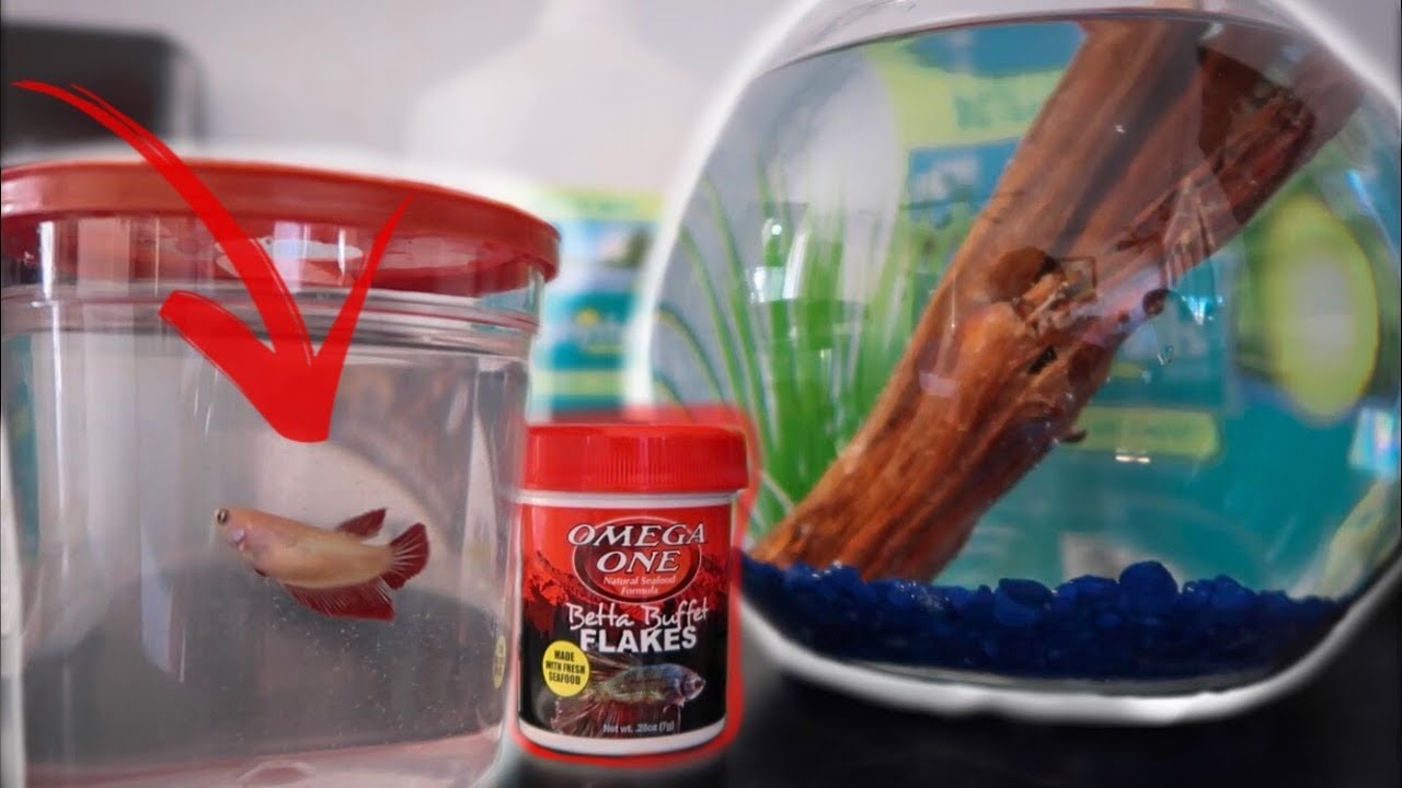 NEW BABY BETTA FISH BOWL SET UP! - YouTube