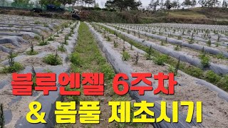 블루엔젤 식재 6주차 성장모습 \u0026 봄풀 제초작업 최적의 타이밍