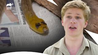Robert Irwin Rescued a Carpet Python Hit By a Car | Crikey! It's The Irwins S3 E5 | Animal Planet