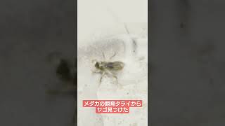 メダカの飼育タライからヤゴ見つけた