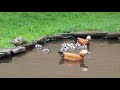 ruddy shelducks and ducklings at aeres barneveld 2