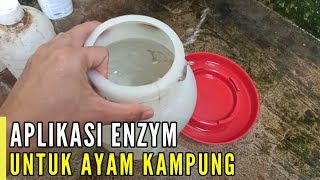 CARA APLIKASI ENZYM UNTUK AYAM PEDAGING !!