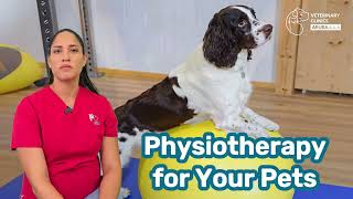 Get Physical Therapy for Your Pets at Veterinary Clinics Aruba