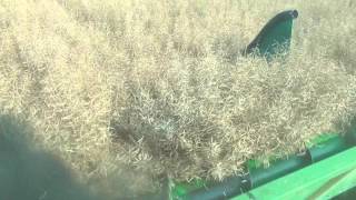 SC Winter Canola Harvest 2012 -Row Crop Header on 30 inch rows.wmv