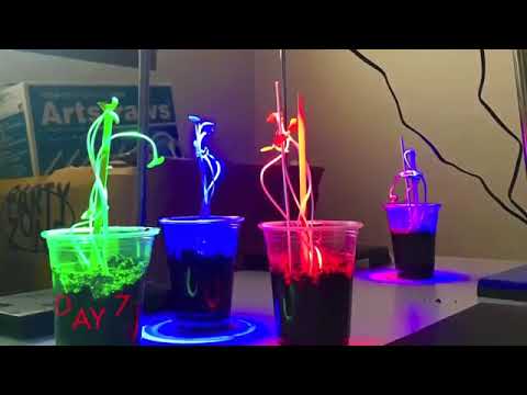 How do different colors of light affect plant growth experiment?