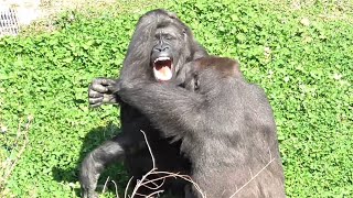 Shabani シャバーニ🦍 Gorilla family is energetic. ゴリラの家族は元気です キヨマサ、アニー、アイ、ネネ  Kiyomasa Nene Ai Annie - #76