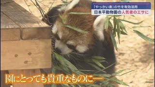 「放任竹林」はレッサーパンダにお任せ！　NPO法人が静岡市の日本平動物園とタッグ