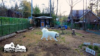 留守中の縄張りに異常が無かったかチェックするアランです　Great Pyrenees　グレートピレニーズ