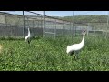 Whooping Crane Unison Call at Smithsonian Conservation Biology Institute