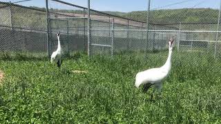 Whooping Crane Unison Call at Smithsonian Conservation Biology Institute