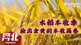 【文化旅游】太行山深处水稻丰收！稻田遍地金黄，稻谷随风摇曳，绘出金黄的丰收画卷！ #治愈 #景色 #河北