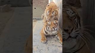 Golden Tiger Mating