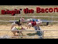 All-Alaskan Racing Pig races at O.C. Fair