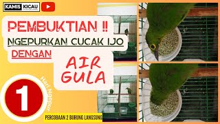 VIRAL !! PEMBUKTIAN Cara Ngepurin Burung Cucak Ijo 1 Hari Mau Makan Voer@KamisKicau