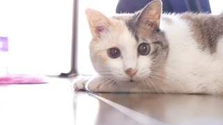 まん丸な目になる猫 Cat to become a round eyes【4K】