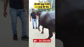 Monveer कुंडू ने बेची 11 लाख की Murrah भैंस | सुंदर मुर्राह का नगीना | Milk Record - 26.920 KG