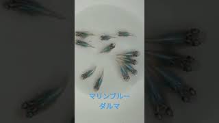 マリンブルーダルマ(若魚)ダルマメダカ