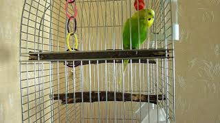 Красивое ПЕНИЕ волнистого ПОПУГАЯ / ПЕНИЕ ПТИЦ / Singing budgies/ВЕСЕЛОЕ ПЕНИЕ/зеленый попугайчик TV