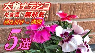 【花】大輪ナデシコの育て方・植え付け