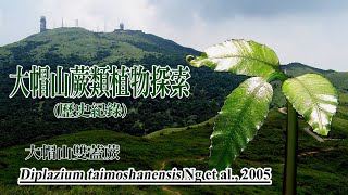 大帽山蕨類探索(歷史紀錄): 大帽山雙蓋蕨 (Diplazium taimoshanensis)