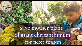 Save Motherplant of Giant Chrisanthimum For Next Season।।জায়েন্ট চন্দ্রমল্লিকার মাদার গাছের সংরক্ষণ