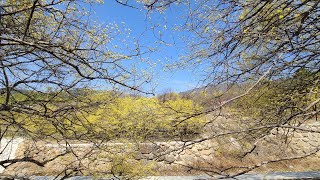 구례산수유축제, 산동면 상관마을, 산수유꽃밭 1시간  촬영, 환상적이면서 허벅지가 아픈 꽃구경 1부