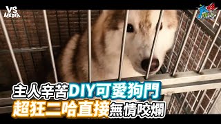 主人辛苦DIY可愛狗門！超狂二哈直接無情咬爛《VS MEDIA x 瘋狂理查GTO》