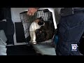 Miami-Dade Animal Services seize 93 cats at Cutler Bay home