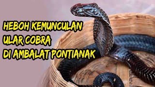 Heboh Kemunculan Ular Cobr‎a di Ambalat Pontianak