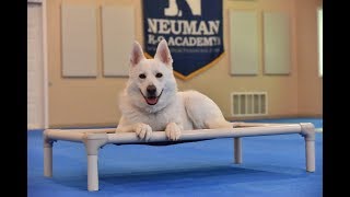 Pippa (German Shepherd) Boot Camp Dog Training Video Demonstration