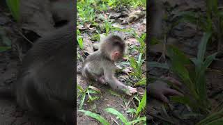 adorable baby monkey linda