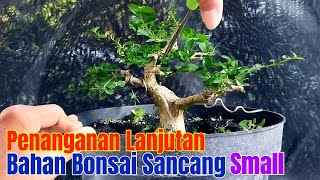 Penanganan Lanjutan Bahan Bonsai Sancang Small