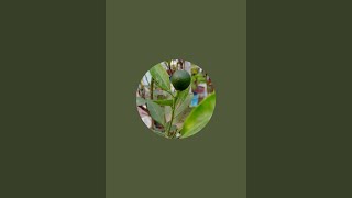 Green Rooftop Garden [সবুজ ছাদ বাগান ] is live!