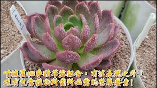 多肉植物有幾種死法?如何系統管理.養護多肉植物，順利渡夏?