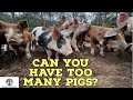 Pastured Pigs - How Many Should I Start With?