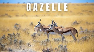 Top 10 Things You Need to Know About Gazelles!