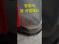 생각보다 귀여운 망둥어ㅣ38년만의 손맛ㅣ shorts