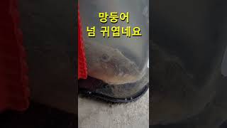 생각보다 귀여운 망둥어ㅣ38년만의 손맛ㅣ#shorts