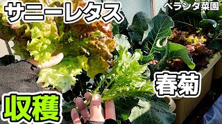 【ベランダ菜園】秋冬野菜の収穫開始！何度も収穫できる野菜たち【サニーレタス・春菊】