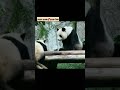 baby panda kiss mom shorts 圓寶 親 圓圓 giantpanda