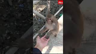 Feeding nuts to monkeys in the Sundarbans with one's own hands। #2025short #monkey  #sundarban