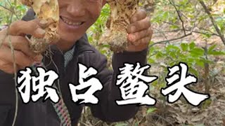 采松茸季后赛没有对手的一天，采到了几斤大精品菌捡菌子 上山采蘑菇 新农人计划2024 记录真实生活 迟到的大昌